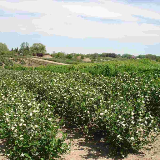 Black Chokeberry : 5 Foot