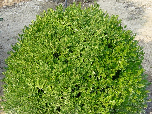 Chicagoland Green Boxwood : 30 Inch