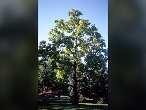 Northern Catalpa : 3.5 Inch