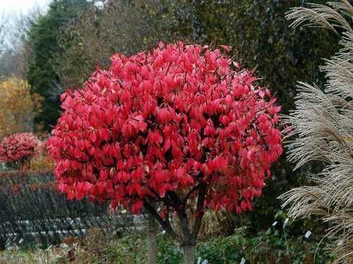 Dwarf Burning Bush : 36 Inch