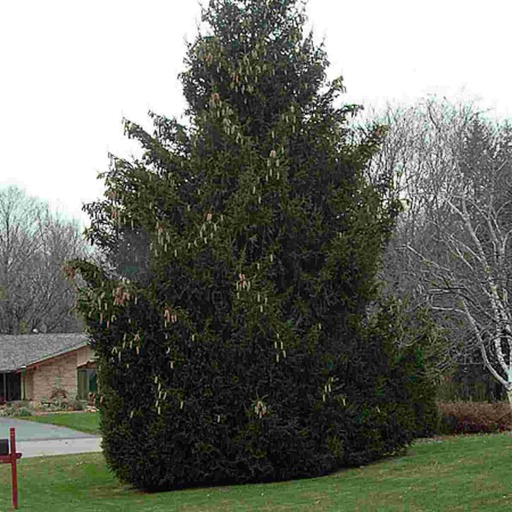 Norway Spruce : 8 Foot