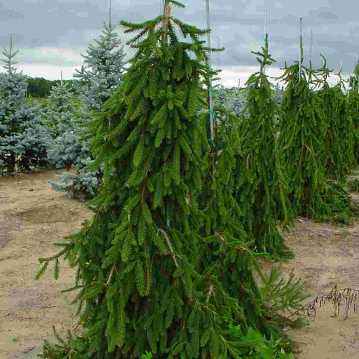 Weeping Norway Spruce : 10 Foot