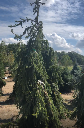 Weeping Black Hills Spruce : 6 Foot