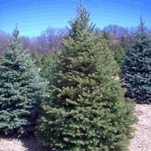 Colorado Spruce : 6 Foot