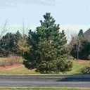 Austrian Pine : 9 Foot