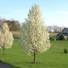 [Chanticleer/Cleveland Select Pear : 5 Inch] Cleveland Select Pear : 5 Inch