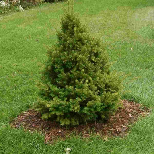 Capitata Japanese Yew : 7 Foot