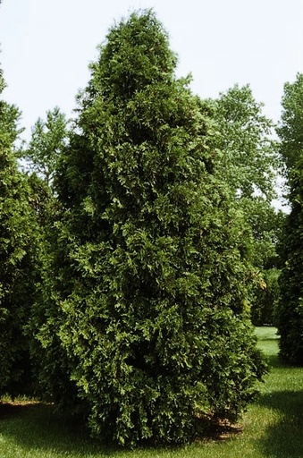 Dark Green Arborvitae : 9 Foot