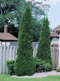 Pyramidal Arborvitae : 8 Foot