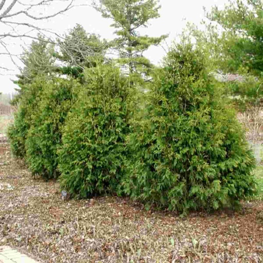 Techny Arborvitae : 5 Foot