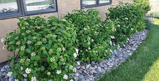 [Blue Muffin /Christom Viburnum : 4 Foot] Blue Muffin /Christom Viburnum ® : 4 Foot