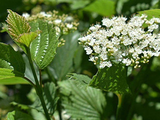 Autumn Jazz Viburnum : 4 Foot