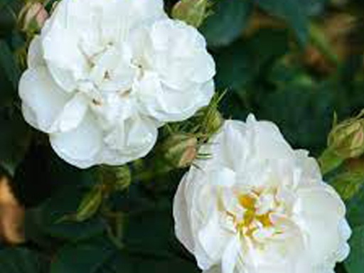 Alba Rose : 3 Gallon