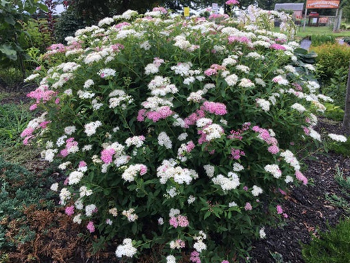 Beaver Creek Pride Spirea : 5 Gallon