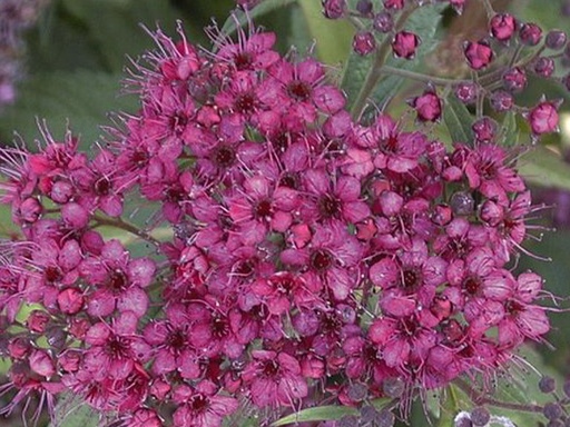 Froebel Spirea : 3 Gallon
