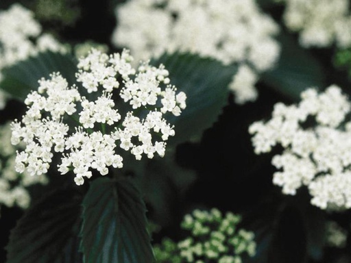 [Chicago Lustre Viburnum : 5 Gallon] Chicago Lustre Viburnum ® : 5 Gallon