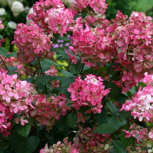 [Fire Light Hydrangea : 5 Gallon] Fire Light Hydrangea ® PW : 5 Gallon