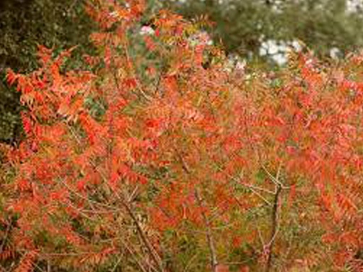 Prairie Flame Sumac : 3 Gallon
