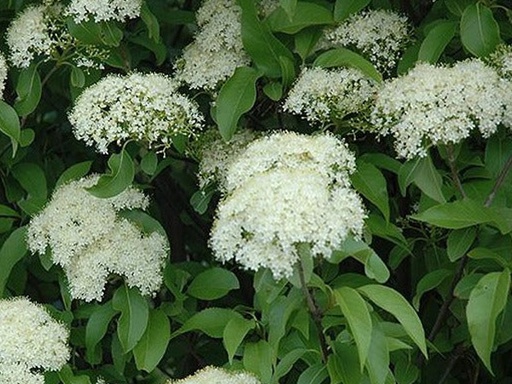 Nannyberry Viburnum : 5 Gallon