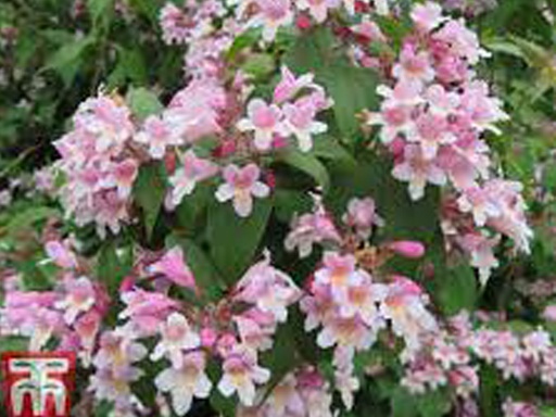 Pink Cloud Kolkwitzia : 5 Gallon