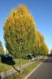 Pyramidal European Hornbeam : 15 Gallon