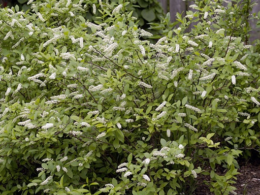 Scarlet Beauty Sweetspire : 3 Gallon