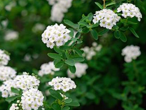 Snowmound Spirea : 5 Gallon