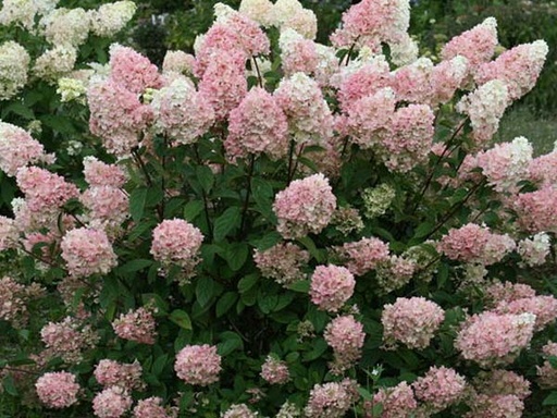 Strawberry Sundae Hydrangea : 5 Gallon