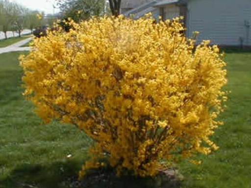 Sunrise Forsythia : 5 Gallon