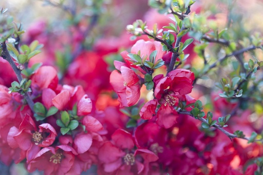 Texas Scarlet Quince : 5 Gallon