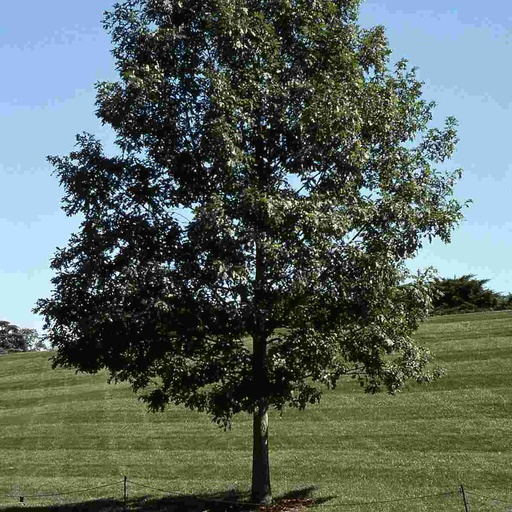 White Oak : 10 Gallon