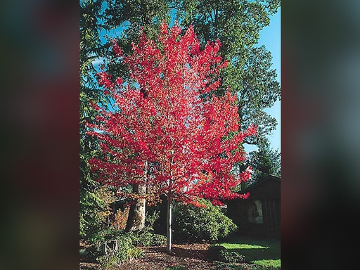 Red Sunset Maple : 25 Gallon