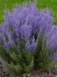 Denim & Lace Russian Sage : 1 Gallon