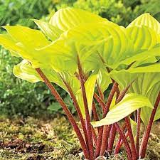 Fire Island Hosta : 1 Gallon