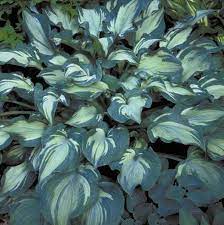 Guardian Angel Hosta : 1 Gallon
