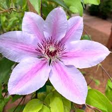 Nelly Moser Clematis : 2 Gallon