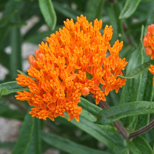 Butterfly Weed - Tuberosa : 1 Gallon
