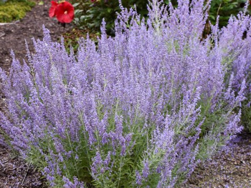 Russian Sage : 1 Gallon