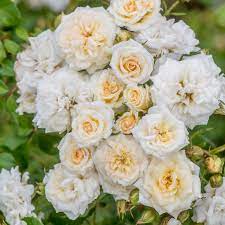 [White Drift Rose : 3 Gallon] White Drift Rose ® : 3 Gallon