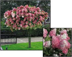 [Vanilla Strawberry Hydrangea on STD : 10 Gallon] Vanilla Strawberry Hydrangea on STD ® : 10 Gallon