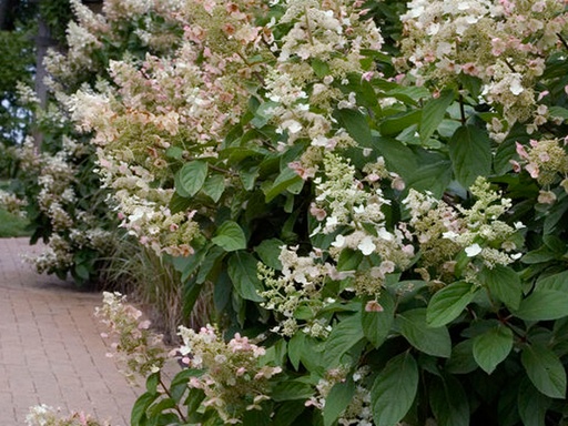 Tardiva Hydrangea : 4 Foot