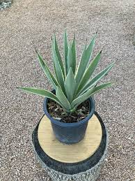 Agave - Assorted : 6 Inch Pot