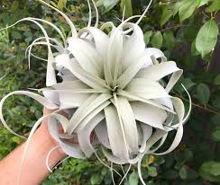Air Plant Xerographica : Large