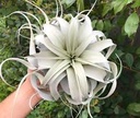 Air Plant Xerographica : Small