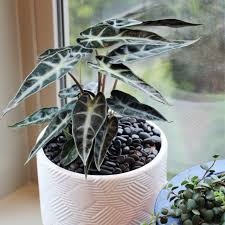African Mask Plant : 6 Inch Pot