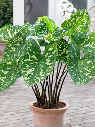 Elephant Ear ' Speckled' : 6 Inch Pot