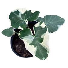 Mickey Mouse Plant : 6 Inch Pot
