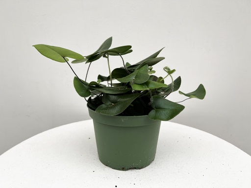 Fern 'Heart' : 4 Inch Pot