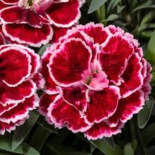 Carmen Burgundy Dianthus : 5 Inch Pot
