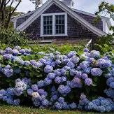 [Endless Summer Bloomstruck Hydrangea : 3 Gallon] Endless Summer Bloomstruck Hydrangea ® : 3 Gallon